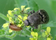 Actenicerus siaelandicus