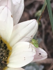 Closterotomus norwegicus