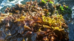 Mazzaella laminarioides