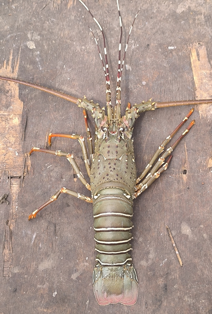 mud spiny lobster