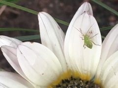 Closterotomus norwegicus