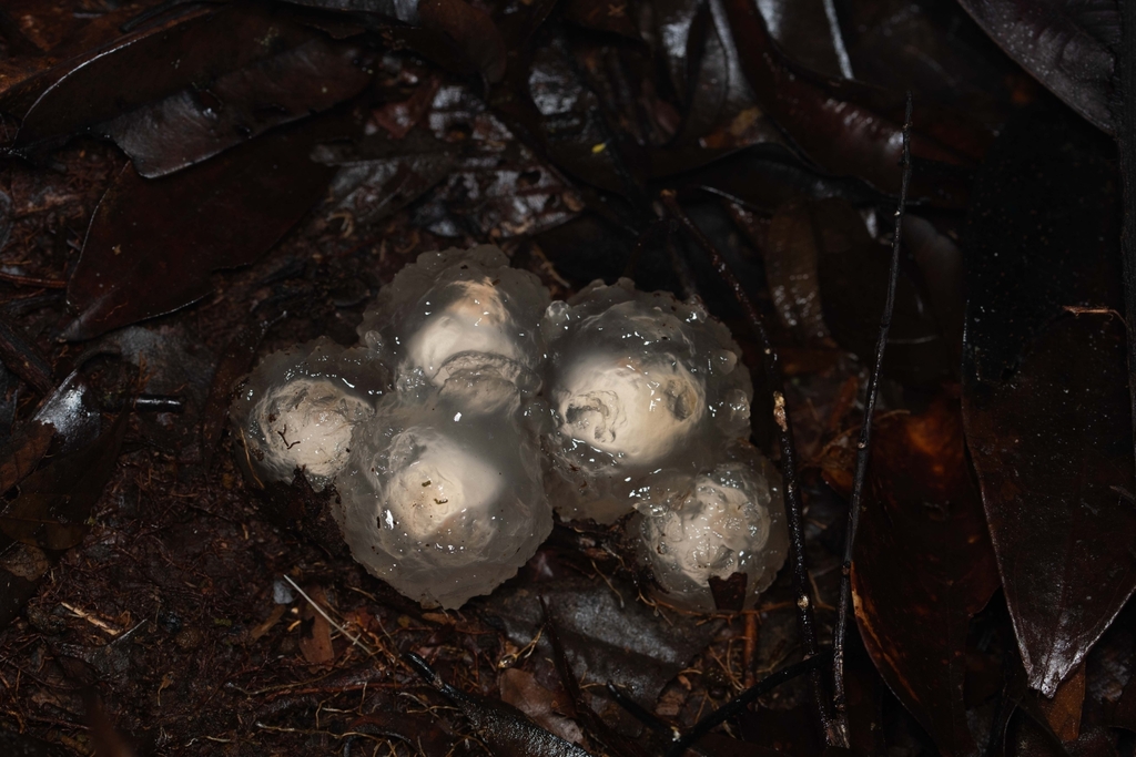 Calostoma insigne