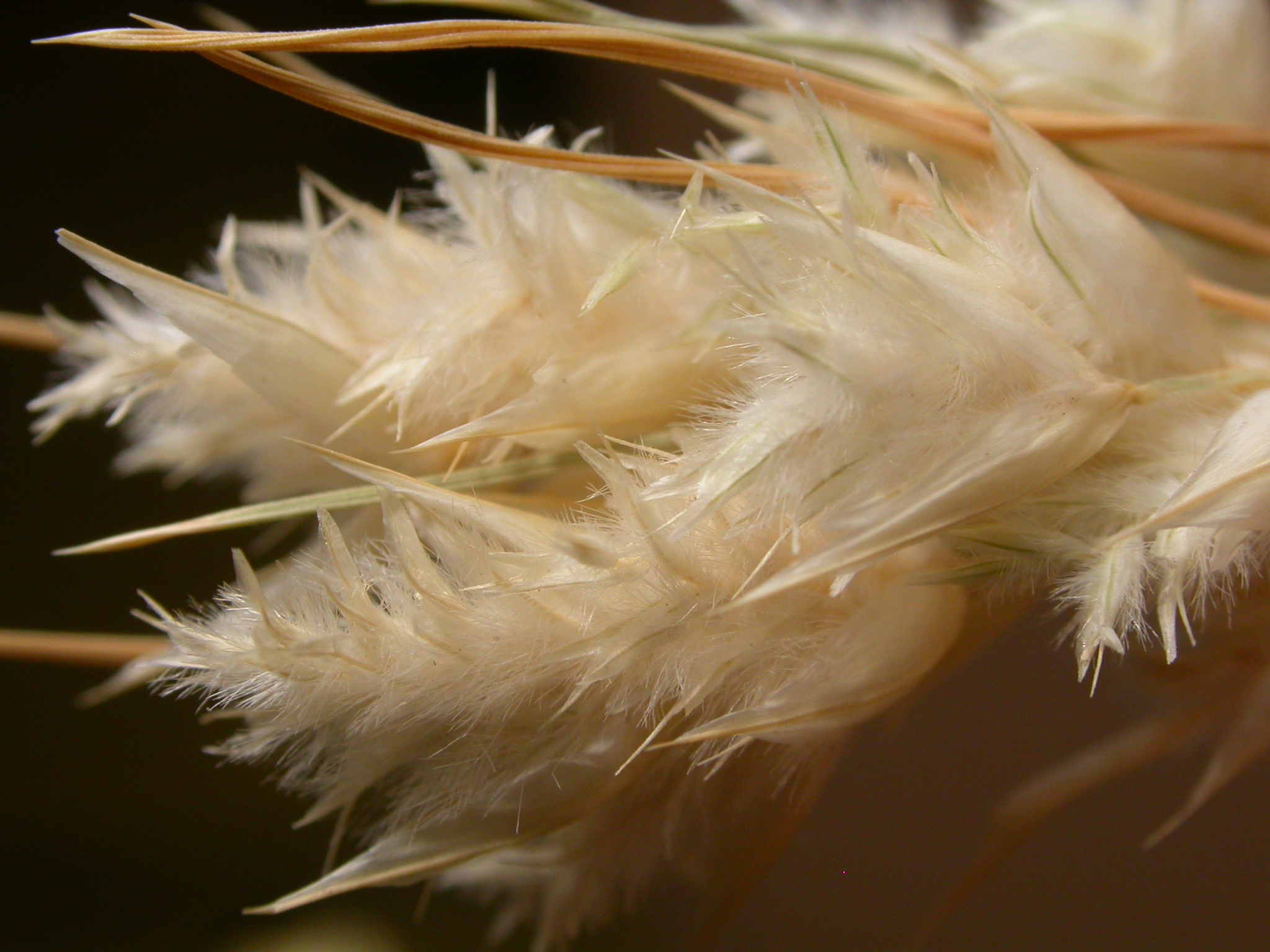 Dasyochloa
