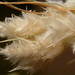 Fluffgrass - Photo (c) Matt Lavin, some rights reserved (CC BY-SA)