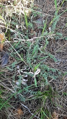 Astragalus testiculatus