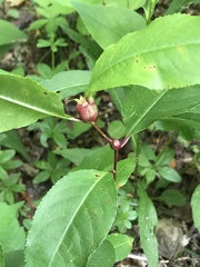 Contarinia cerasiserotinae