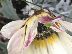 Closterotomus norwegicus