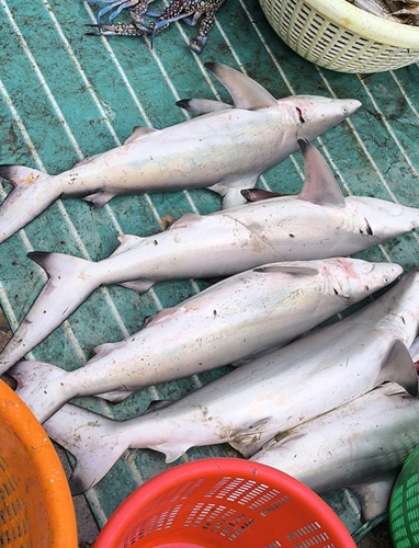 Graceful shark (Carcharhinus amblyrhynchoides) — Carcharhinidae