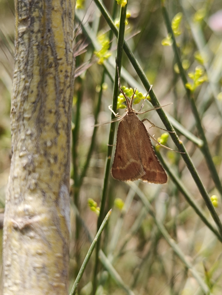 Synaphe lorquinalis