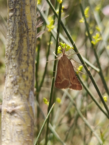 Synaphe lorquinalis