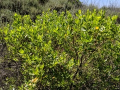 Baccharis pilularis