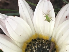 Closterotomus norwegicus