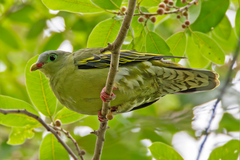 Thick-Billed Green Pigeon photo 3