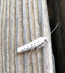 Yponomeuta cagnagella