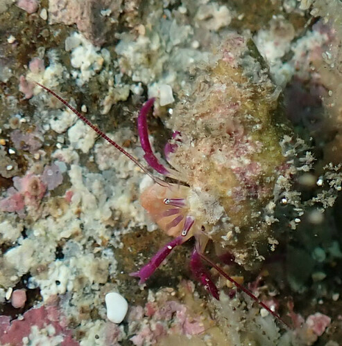 Pylopaguropsis keijii observed 2024-06-14