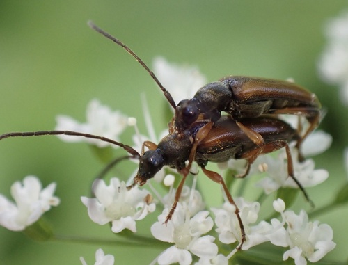 Tobacco-coloured longhorn beetle photo 4
