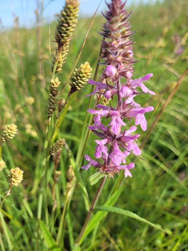 Buxbaum's sedge (Carex buxbaumii)