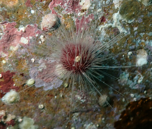 Lissodiadema purpureum, 2024-06-14