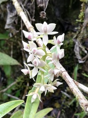 Epidendrum borealistachyum