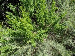 Baccharis pilularis