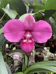 Phragmipedium kovachii