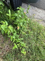 Lantana camara, recorded fruiting