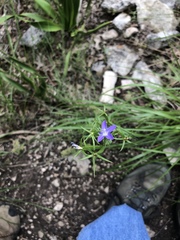 Triodanis biflora