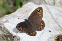 Lasiommata petropolitana