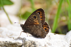 Lasiommata petropolitana