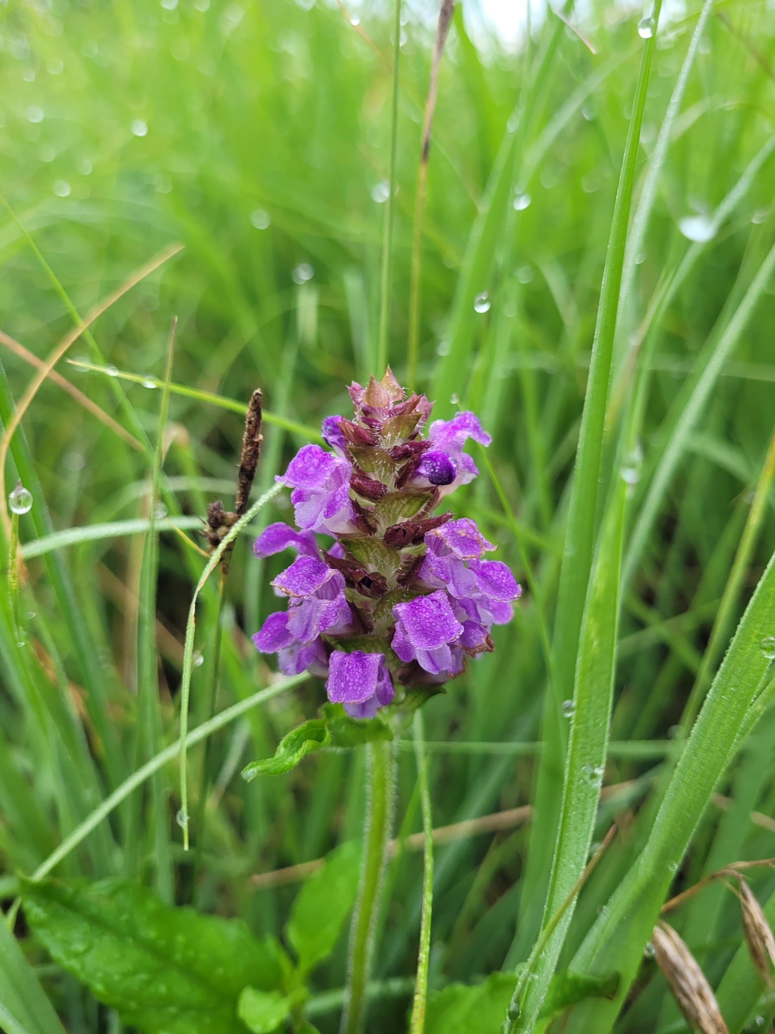 Self-heal