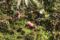 Gaultheria tasmanica, photograph (c) Patrick Lam, some rights reserved (CC BY)