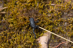 Oreophrynella quelchii