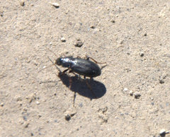 Coleoptera