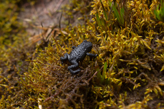 Oreophrynella quelchii