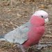 Eastern Galah - Photo (c) Anna Lanigan, some rights reserved (CC BY-NC-SA), uploaded by Anna Lanigan