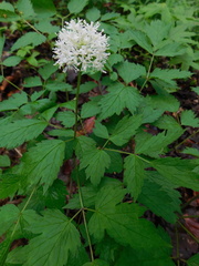 Actaea rubra