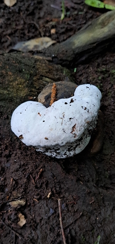 観察された菌類