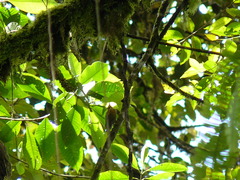 Anabacerthia variegaticeps