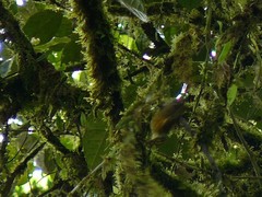 Anabacerthia variegaticeps