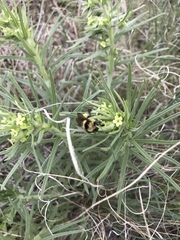 Bombus centralis