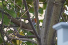 Erithacus rubecula