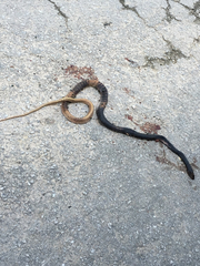Masticophis flagellum flagellum
