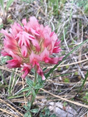 Trifolium macrocephalum