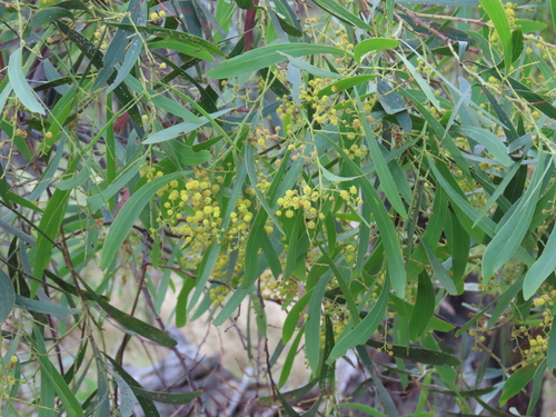 Image of Acacia difformis by (c) ian_mcallan, some rights reserved (CC BY)