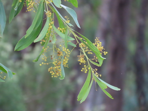 Mystery Wattle (Acacia difformis)