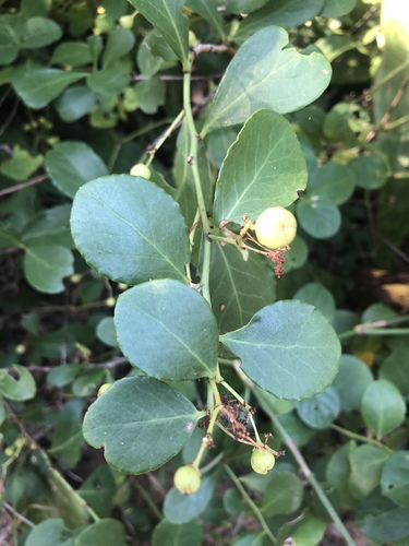 Gymnosporia arenicola image