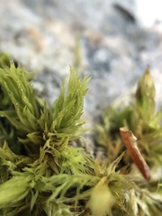 Orthotrichum stramineum