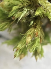 Orthotrichum stramineum