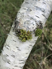 Orthotrichum stramineum