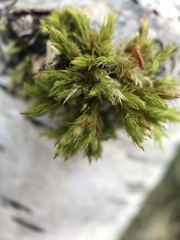Orthotrichum stramineum